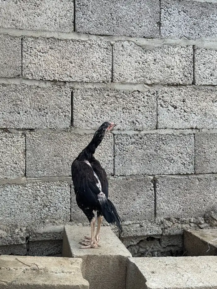 فروخ سنود 2