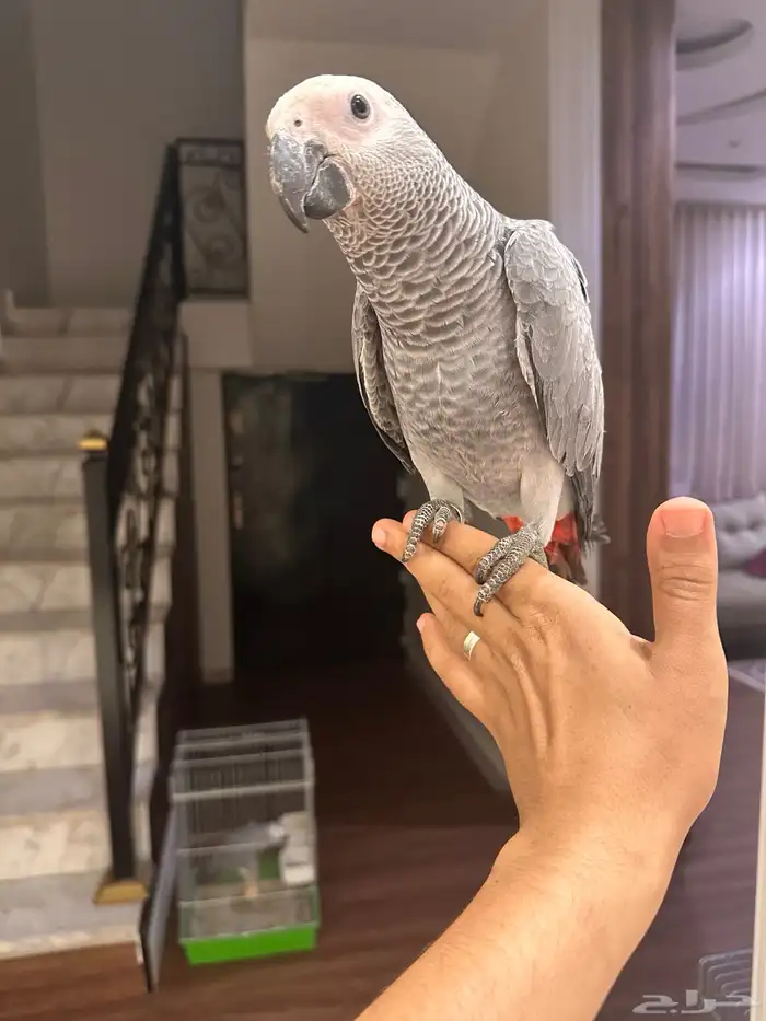 ببغاء كاسكو 1