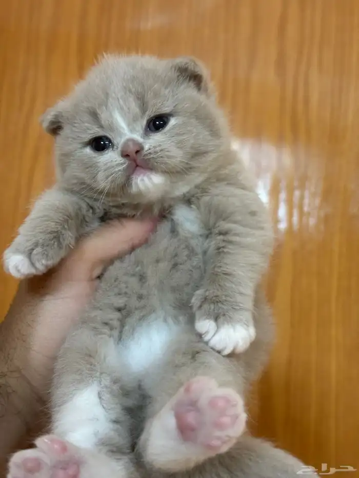 سكوتش فولد فاون أنثى تم الحجز 0