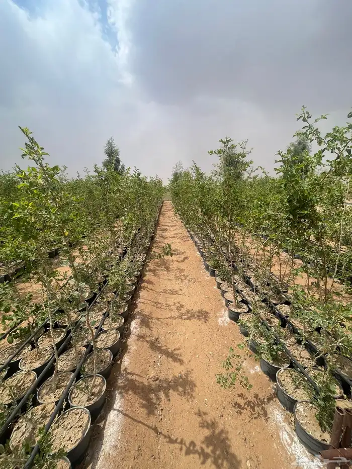 شتلات وأشجار سدر بلدي ومطعم تفاحي 0