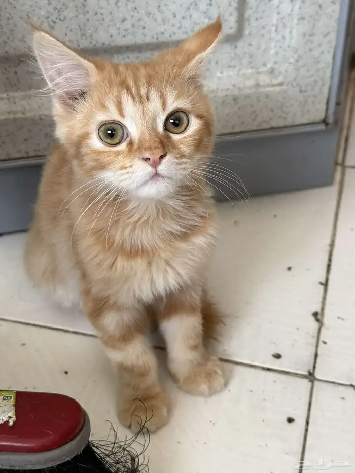 قطة للتبني kitten بدون مقابل 0