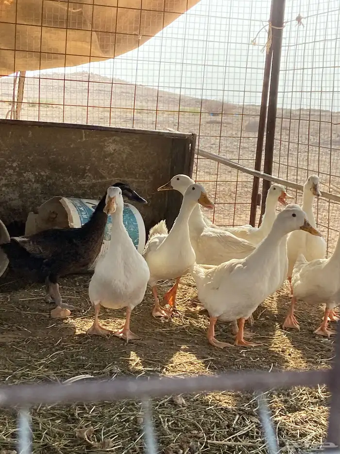 البيع بط بكيني 3