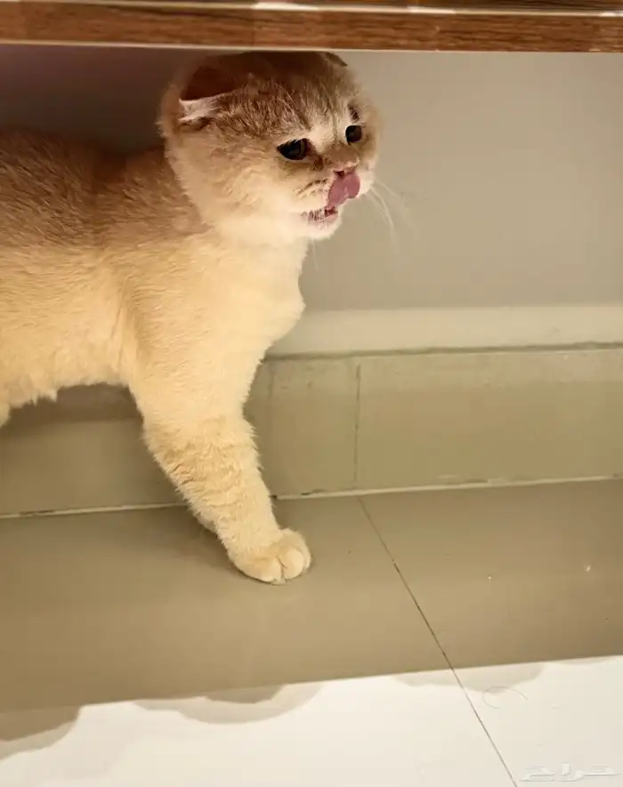 قطط سكوتش منتجه للبيع مستعجل 4