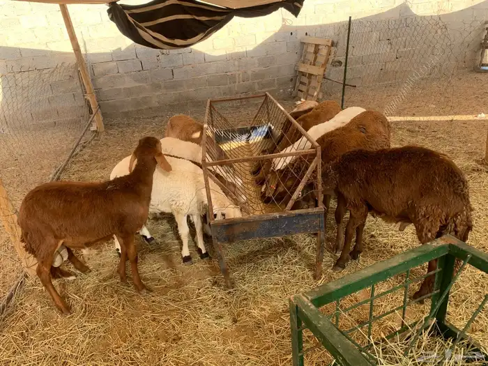 حلال جمله وتفريد بربري وسواكن ونعيمي 3