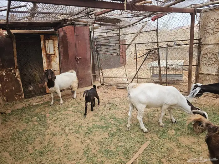 معزا 4