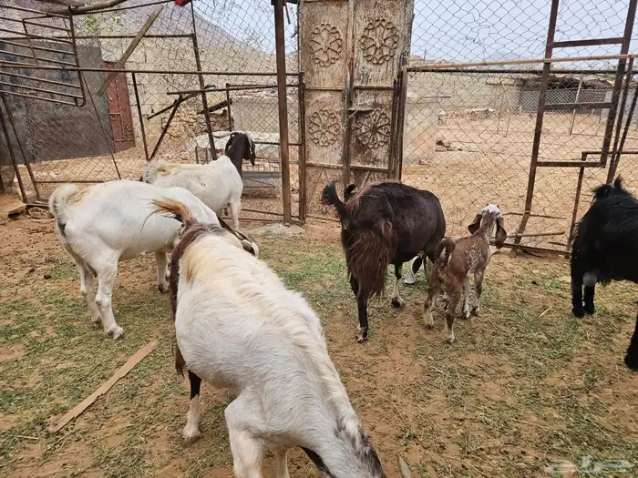 معزا 0