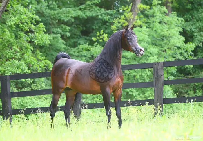 شريك في مربط خيل في الرياض ديراب 0