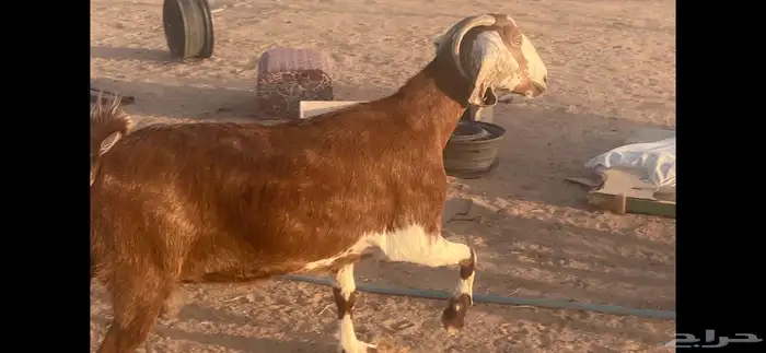 عنز حمراء صنف طيب 1