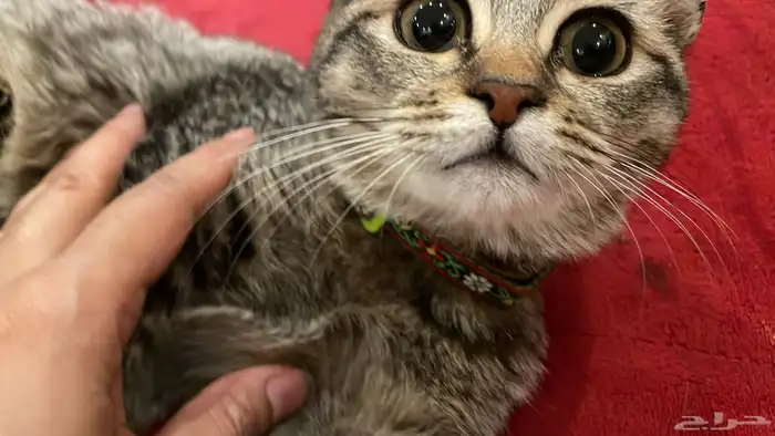 قطه للتبني 3