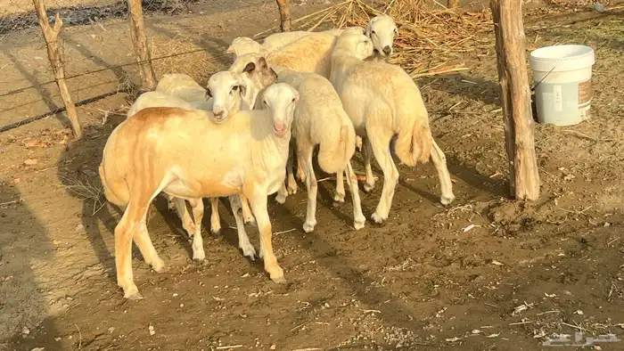 خرفان 5