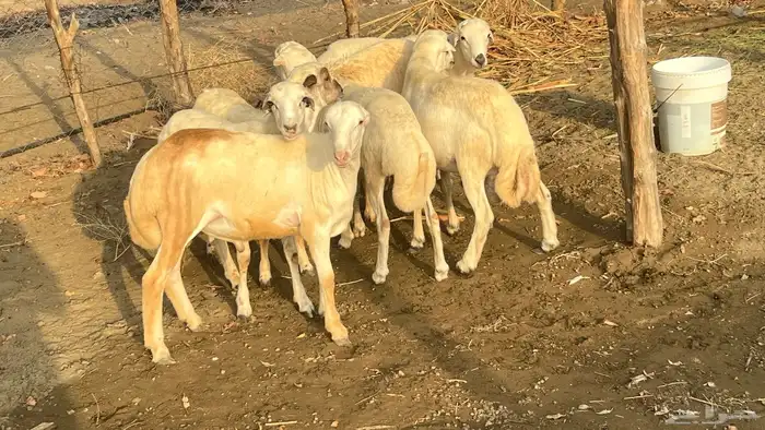 خرفان 1