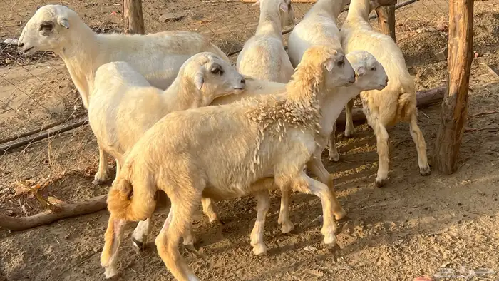 خرفان 4