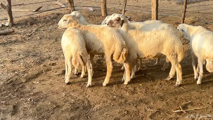 خرفان 6