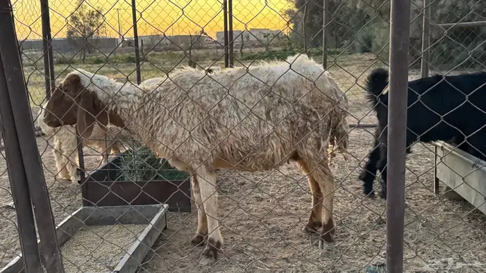 نعجه للبيع 4