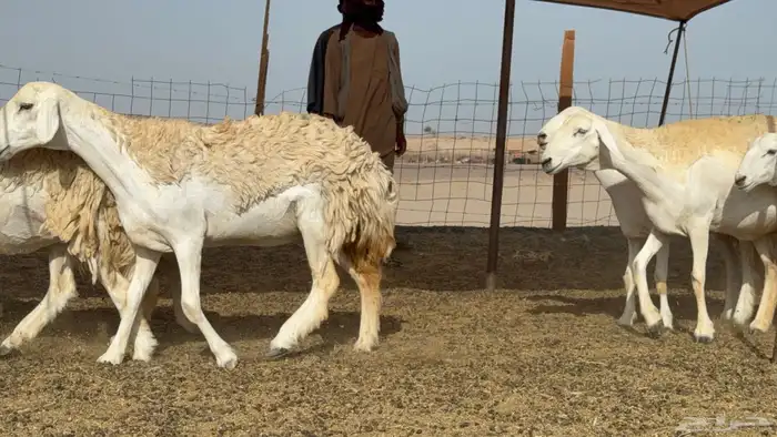 رخال حريات حرش صنف عددها 60 معاها الفحل 3