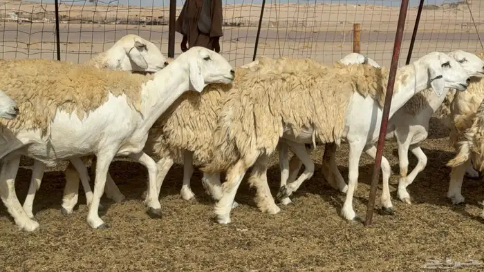 رخال حريات حرش صنف عددها 60 معاها الفحل 28