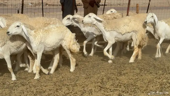 رخال حريات حرش صنف عددها 60 معاها الفحل 42