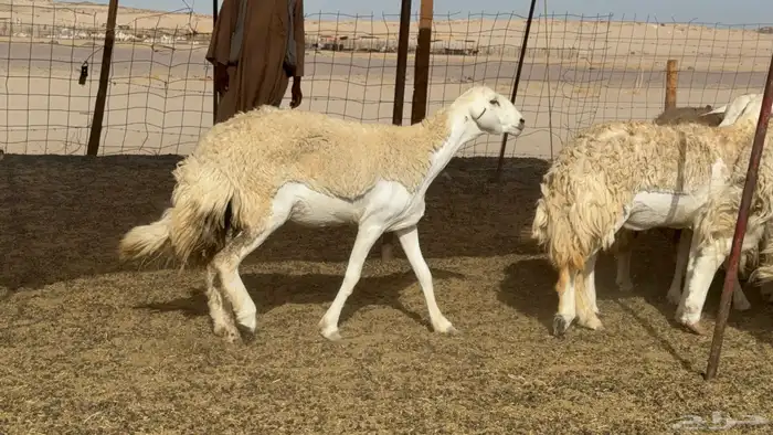 رخال حريات حرش صنف عددها 60 معاها الفحل 22
