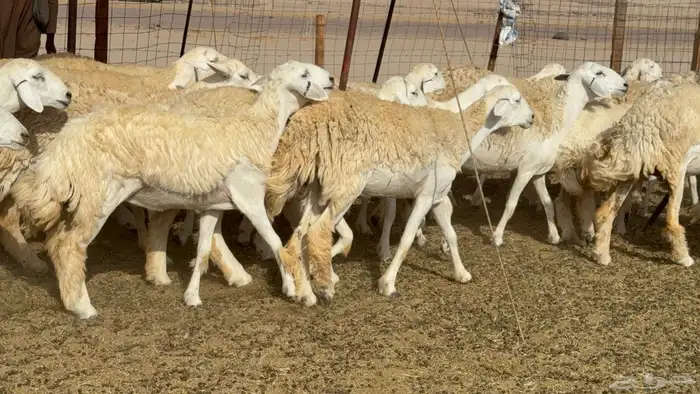 رخال حريات حرش صنف عددها 60 معاها الفحل 47