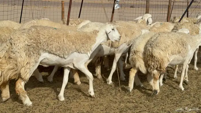 رخال حريات حرش صنف عددها 60 معاها الفحل 46