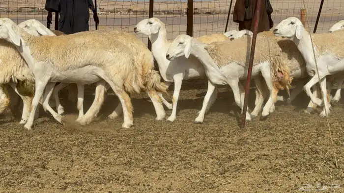 رخال حريات حرش صنف عددها 60 معاها الفحل 53
