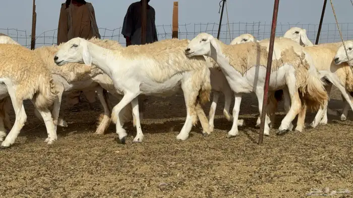 رخال حريات حرش صنف عددها 60 معاها الفحل 2