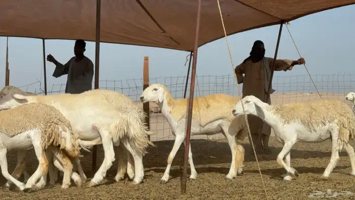 رخال حريات حرش صنف عددها 60 معاها الفحل 36