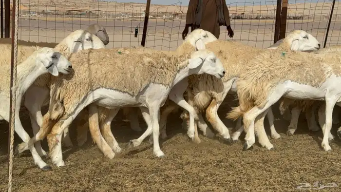 رخال حريات حرش صنف عددها 60 معاها الفحل 29