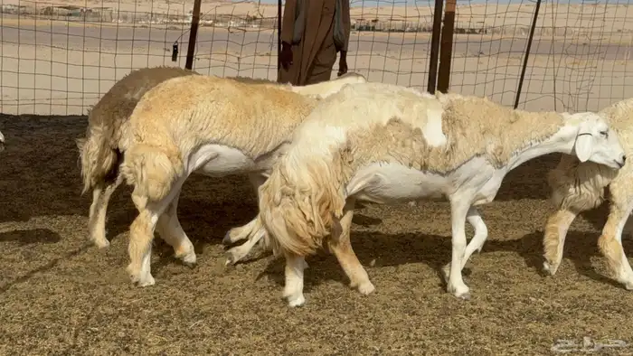 رخال حريات حرش صنف عددها 60 معاها الفحل 24