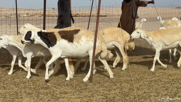 رخال حريات حرش صنف عددها 60 معاها الفحل 35