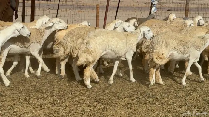 رخال حريات حرش صنف عددها 60 معاها الفحل 48