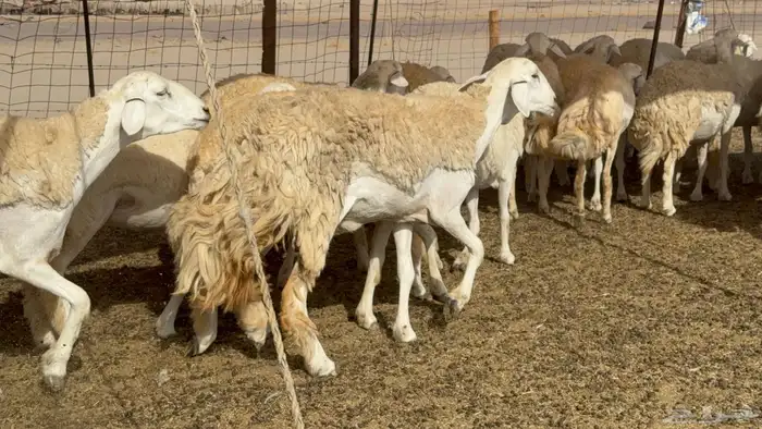 رخال حريات حرش صنف عددها 60 معاها الفحل 13