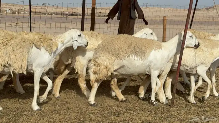 رخال حريات حرش صنف عددها 60 معاها الفحل 33