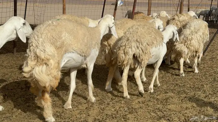 رخال حريات حرش صنف عددها 60 معاها الفحل 38
