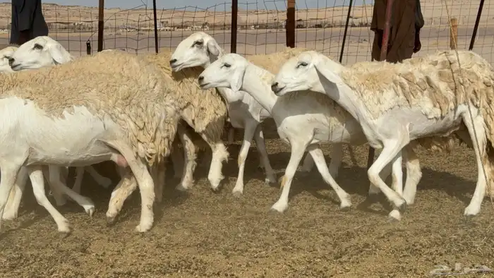 رخال حريات حرش صنف عددها 60 معاها الفحل 49