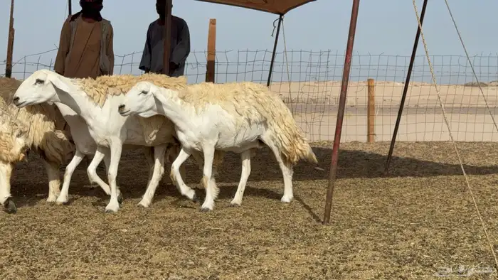 رخال حريات حرش صنف عددها 60 معاها الفحل 7