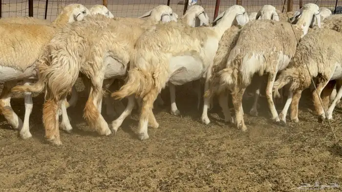 رخال حريات حرش صنف عددها 60 معاها الفحل 39