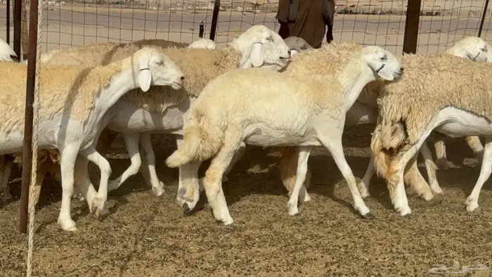 رخال حريات حرش صنف عددها 60 معاها الفحل 30