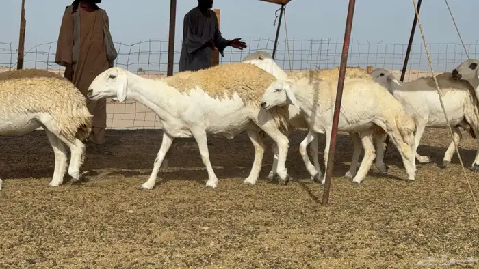 رخال حريات حرش صنف عددها 60 معاها الفحل 6