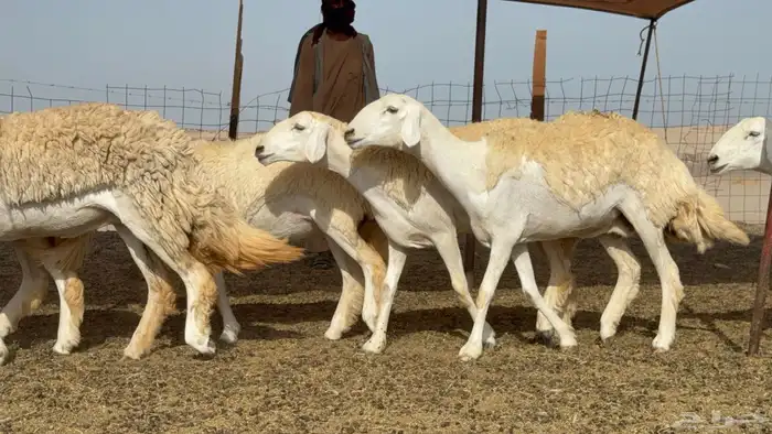 رخال حريات حرش صنف عددها 60 معاها الفحل 21