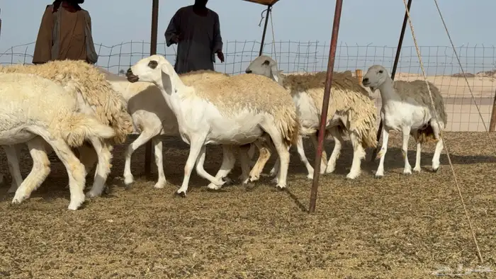رخال حريات حرش صنف عددها 60 معاها الفحل 8