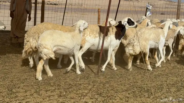 رخال حريات حرش صنف عددها 60 معاها الفحل 44