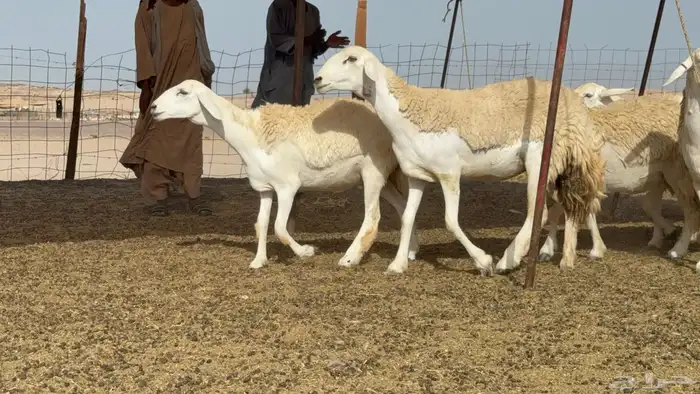 رخال حريات حرش صنف عددها 60 معاها الفحل 1
