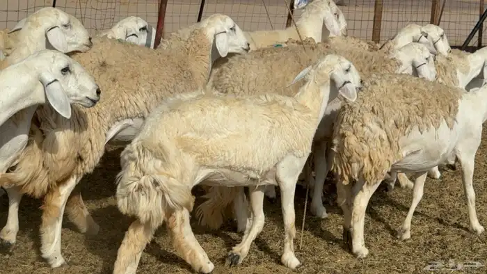 رخال حريات حرش صنف عددها 60 معاها الفحل 50