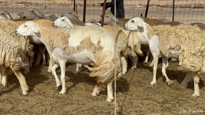 رخال حريات حرش صنف عددها 60 معاها الفحل 57