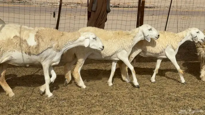 رخال حريات حرش صنف عددها 60 معاها الفحل 23