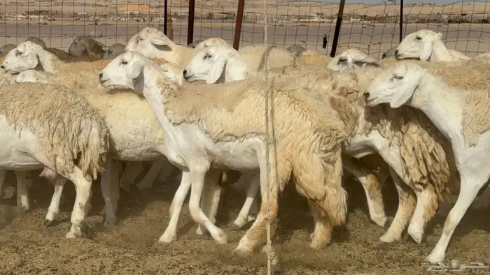 رخال حريات حرش صنف عددها 60 معاها الفحل 56