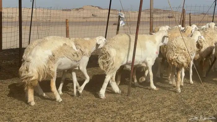 رخال حريات حرش صنف عددها 60 معاها الفحل 34