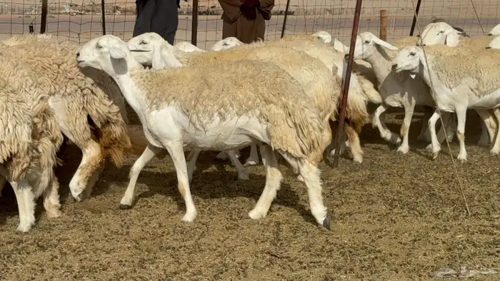 رخال حريات حرش صنف عددها 60 معاها الفحل 40