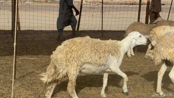 رخال حريات حرش صنف عددها 60 معاها الفحل 58
